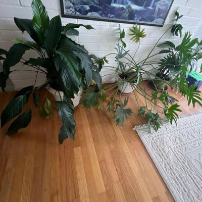 Plants