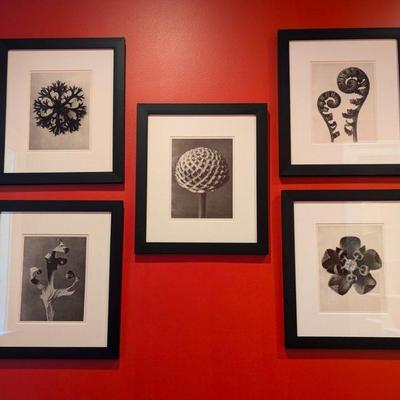 1970s Karl Blossfeldt Botanical Framed Print Collection - Set of 5  $500