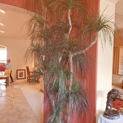 Potted Plant