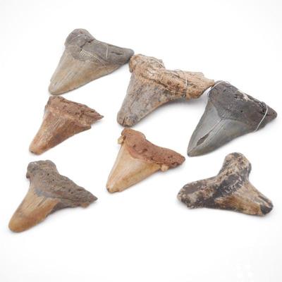 Lot Of 7 Fossilized Shark Teeth