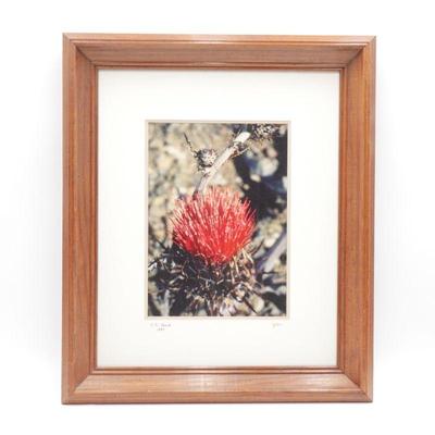 Framed Photography Print California Red Thistle C. D. Clark 11/100