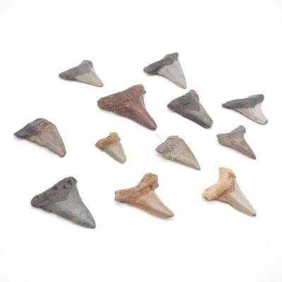 Lot Of 12 Fossilized Shark Teeth
