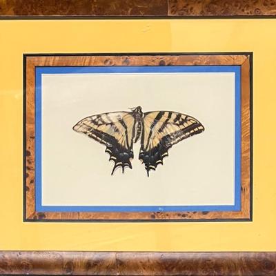 Vintage Pressed 2-tailed Swallowtail Butterfly In Frame