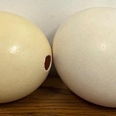 (2) Vintage Hollow Ostridge Eggs 