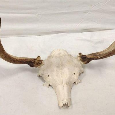 small moose horns