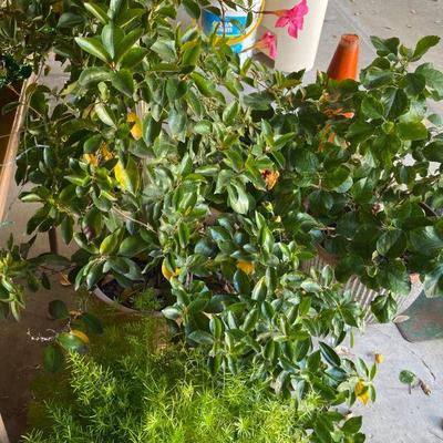 plants