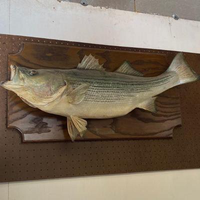 mounted bass fish