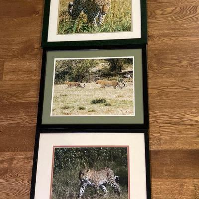 Original Framed Leopard Photography