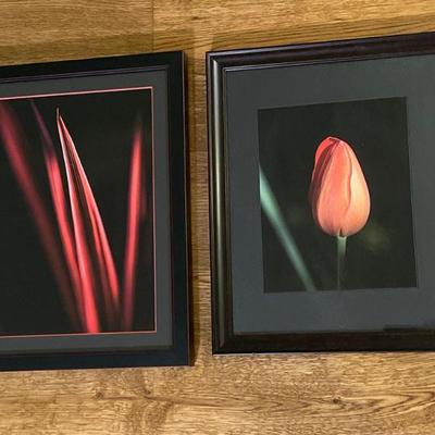 Two Original Photographic Images of Tulip