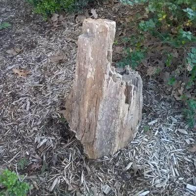 Petrified wood