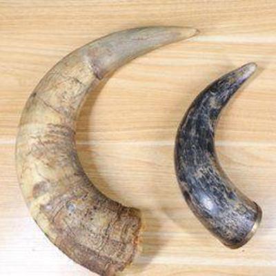 Lot Of (2) Vintage Cattle Horns