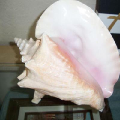 Conch shell