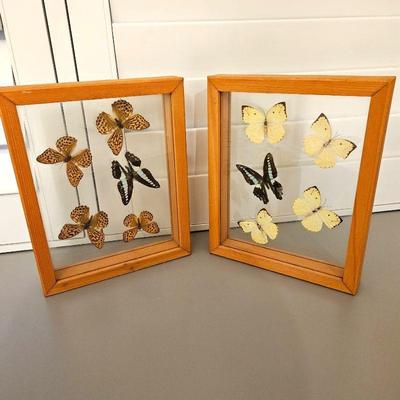  Framed Butterfly Collection - Two Display Cases with Various Specimens.