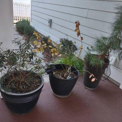 Live Plants