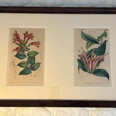 WWT028- Aeschynanthus Pulcher And Longiflorus