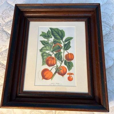 WWT022- Framed Physalis Alkekengi 
