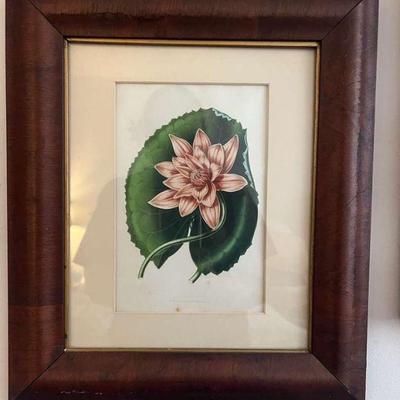 WWT016- Antique Frames Colored Botanical Lithograph Print On Paper