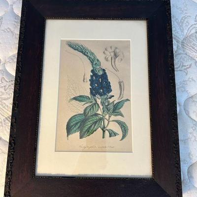 WWT019- Framed Stachytarpheta Aristata Print 
