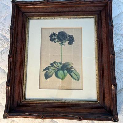 WWT020- Primula Auricula Flore Nigro Pleno By Horto Van Houttcano
