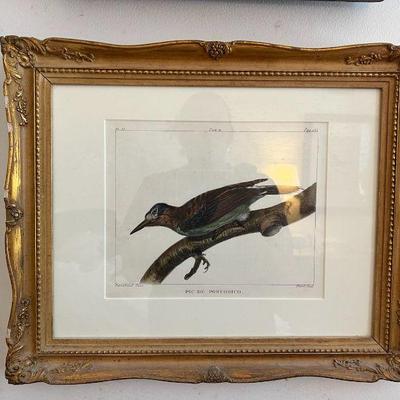 WWT006- Antique Hand Painted Botanical Etching Print On Paper 