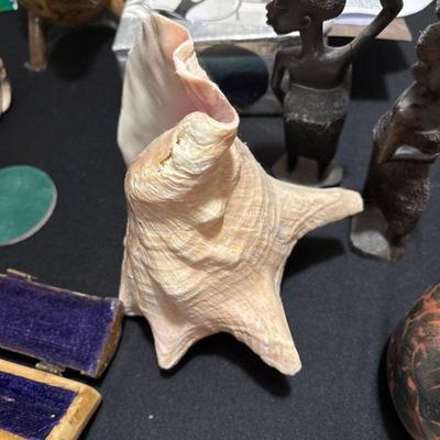 conch shell