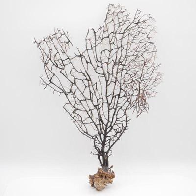 Large Dried Black Sea Fan Coral