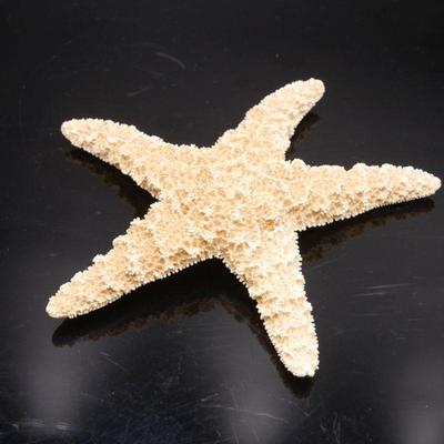 Natural Dried Starfish