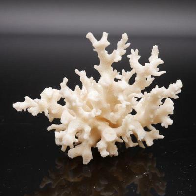 Small White Coral Branch