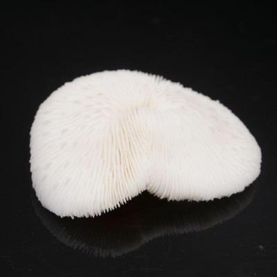 White Tongue Mushroom Coral Specimen