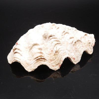 Fossil Clam Shell