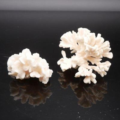 2 Small Coral Specimens