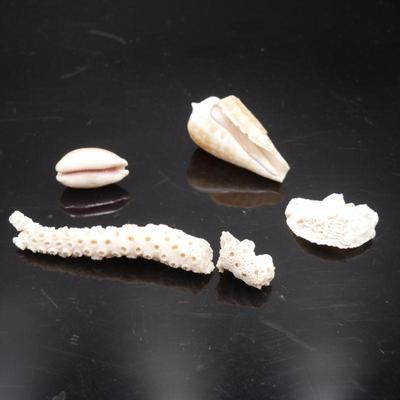 5 Piece Lot of Assorted Coral & Seashells