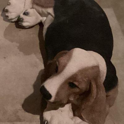 Bassett hound figurine