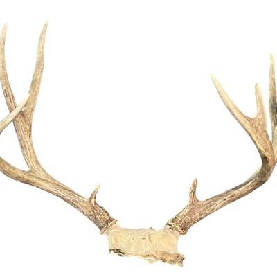8 Point Deer Antler Rack