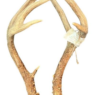 Pair Of Colorado Deer Antlers