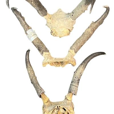 3 Pairs Of Vintage Antelope Horns (As Is)