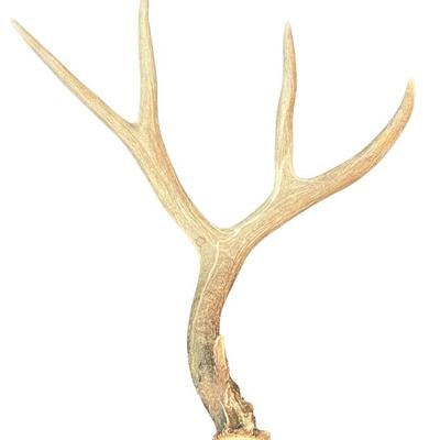4 Point Elk Antler