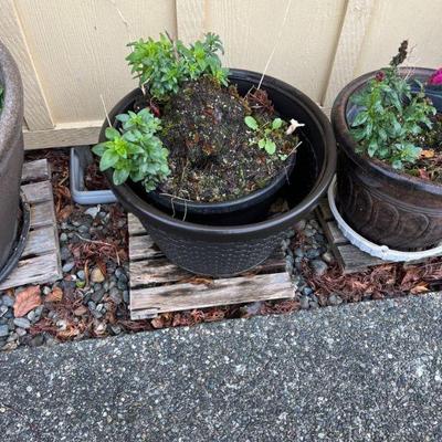 outdoor pot