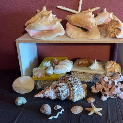 Shell Collection