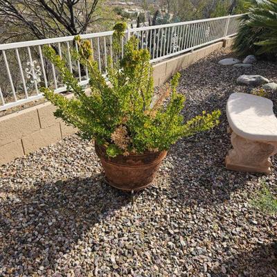 Outdoor Plants/Pots
