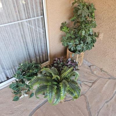 Plants