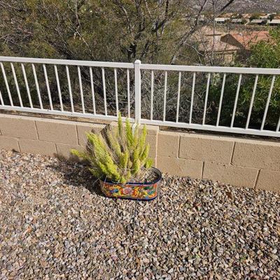 Outdoor Plants/Pots