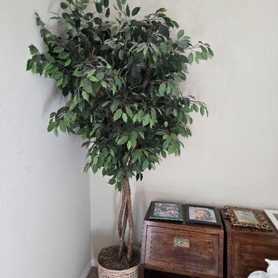faux Ficus 