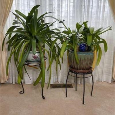 Living Bush Lily Plant Collection.jpg