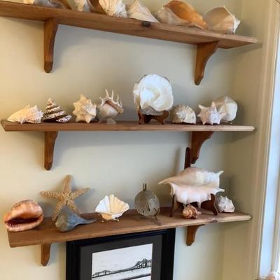 So many wonderful shells 