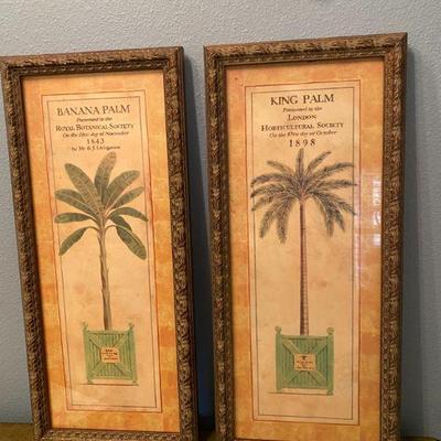 Palm Tree Frames