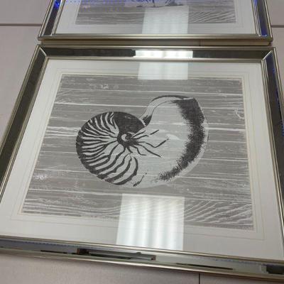 SHELL FRAMED PRINT