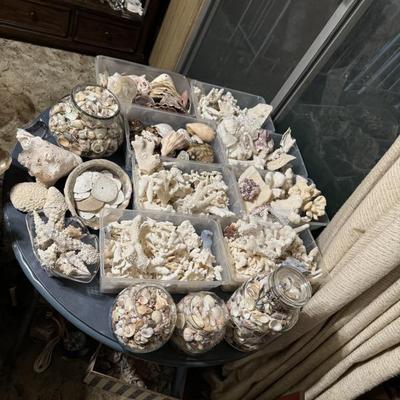 Coral and Seashells galore