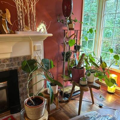 Lots of house plants 