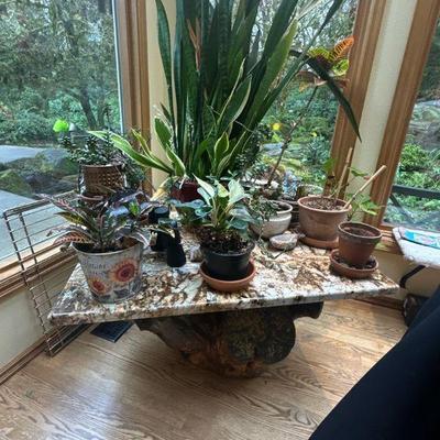 Lots of plants